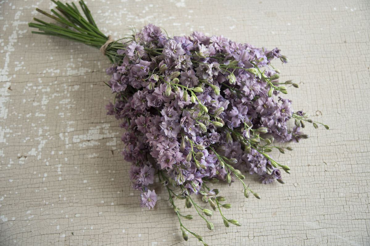Misty Lavender – Larkspur Seed
